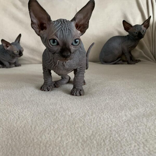 Sphynx kitten with a distinctive hairless, wrinkled coat and large, bright eyes, curiously exploring its surroundings