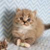 Ragamuffin kitten with a long, fluffy coat in a mix of colors and bright eyes, playfully exploring a soft toy